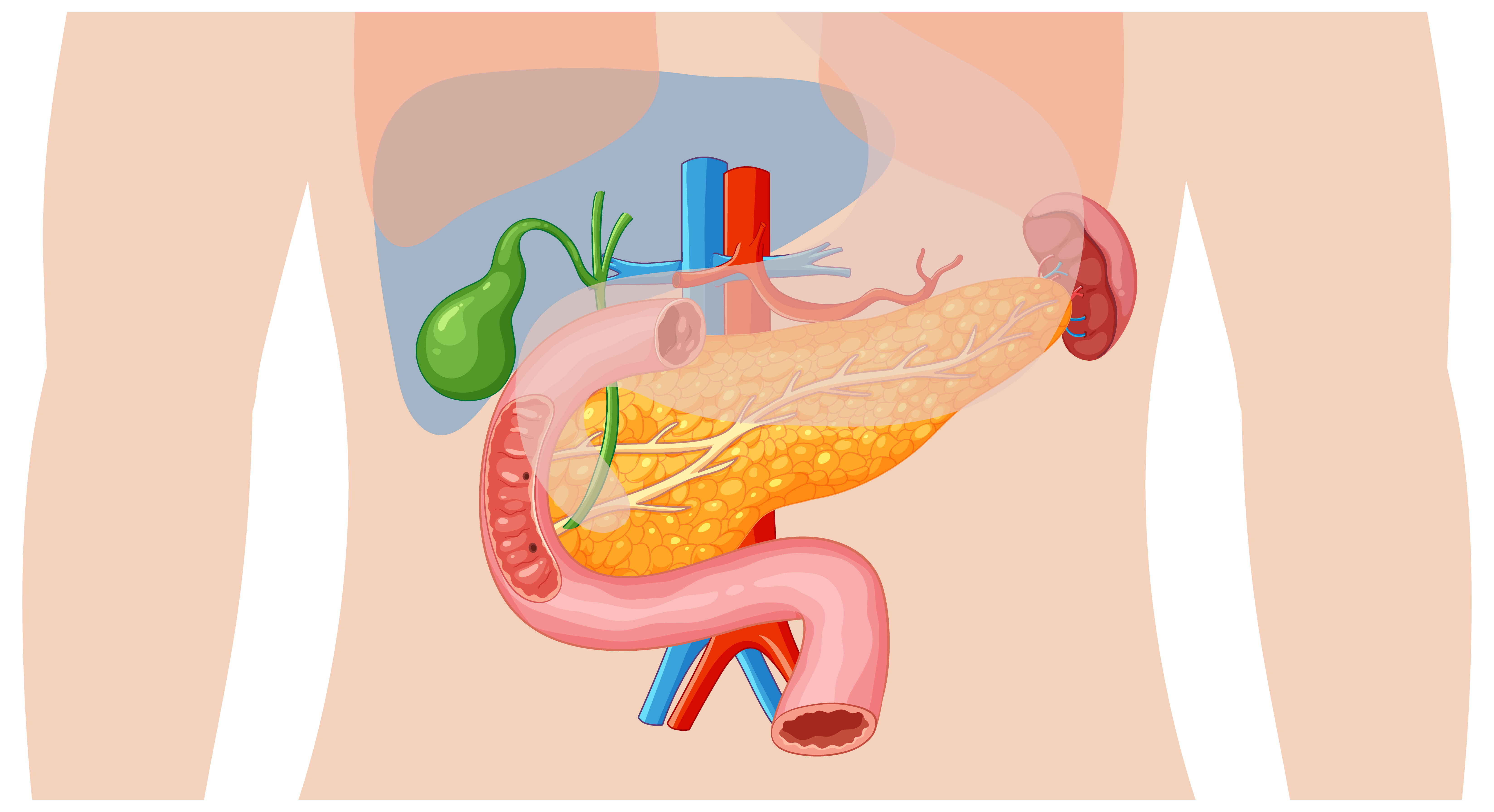 Gastroenterology Image